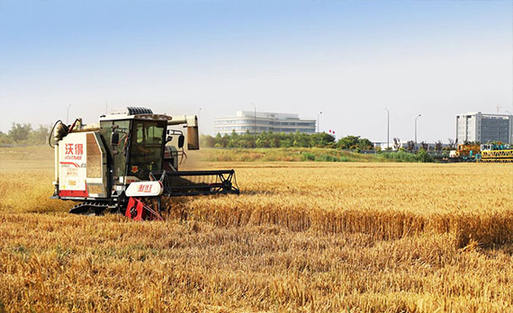  欧堡利亚中汇产业园麦子喜获丰收，产量实现稳定增长！