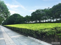 欧堡利亚园林景观集团积极做好道路养护工作