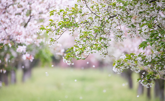 欧堡利亚阜宁产业园的樱花，美出圈了！